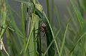 Larinioides_sclopetarius_D5106_Z_89_Canal du Nivernais_Frankrijk